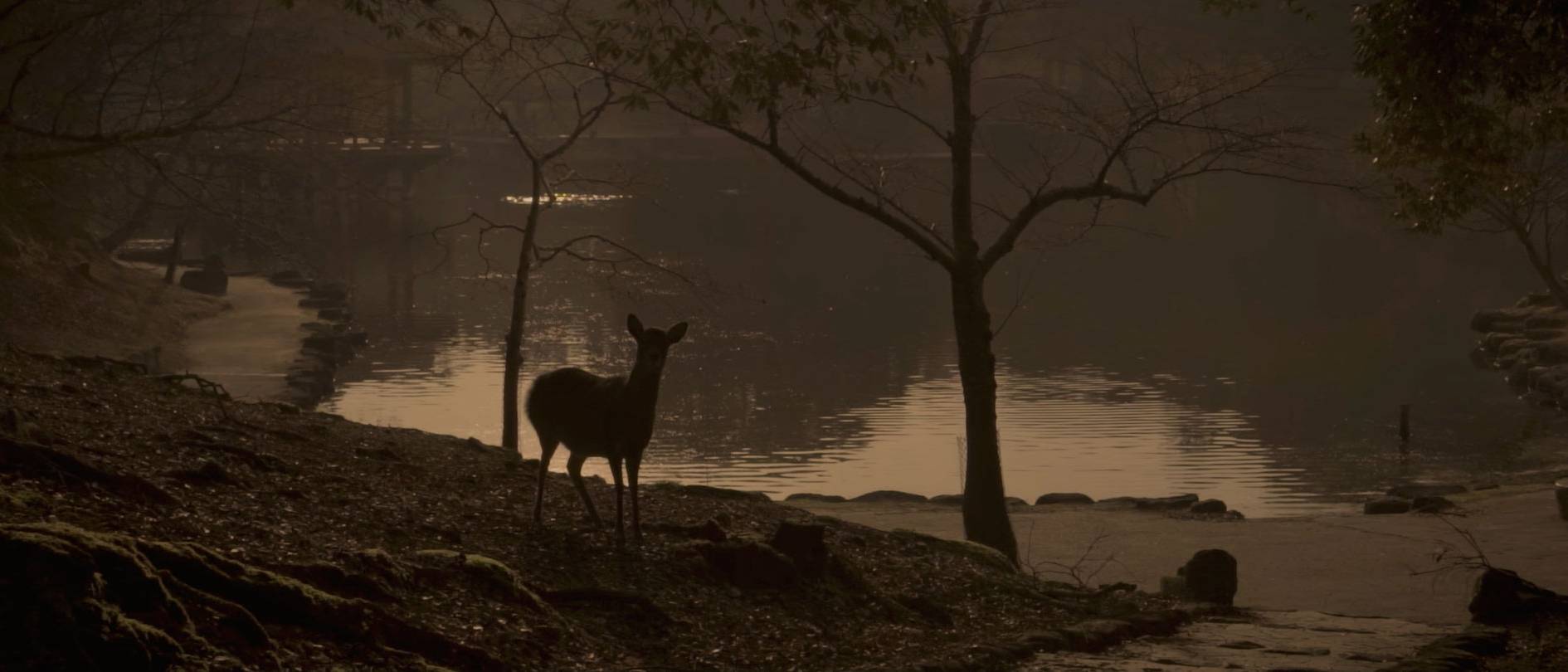 画像: 湖畔に立つシルエットの鹿を撮影した画像です。夕暮れ時の静かな自然の景色が広がっており、落ち着いた雰囲気があります。キーワード：