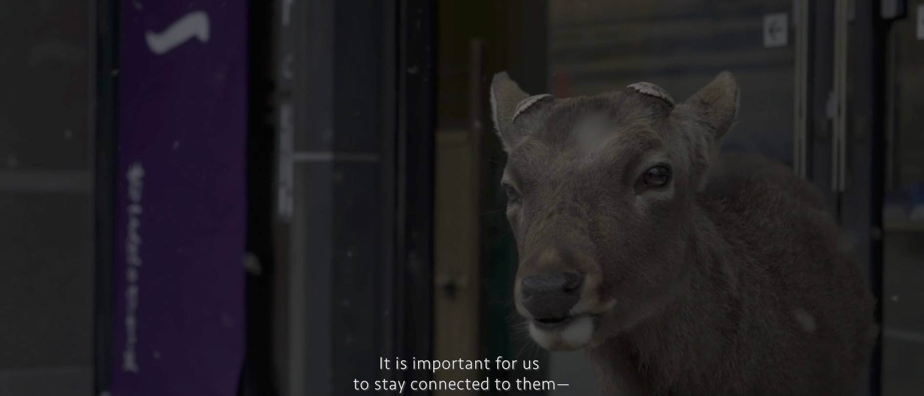 画像: 陶器の店の前に立つシカの画像。特徴的な立て札が隣に映り込んでおり、背景にはガラスの扉が見える。シカ、奈良公園